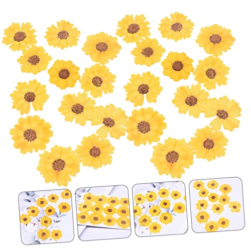 Flores secas margaritas 24 piezas para manualidades DIY miniatura 4