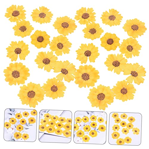 Flores de Margarita Presionadas para Manualidades 96 Piezas miniatura 6