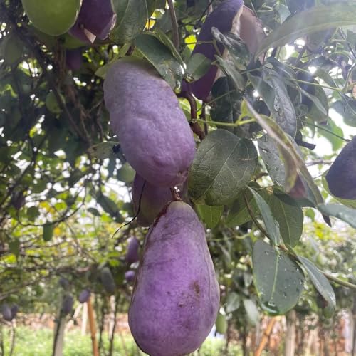 Semi di Holboellia latifolia - acquistarere da frutto serre da balcone colonnare da balcone fresca da frutto frutteto 35pcs