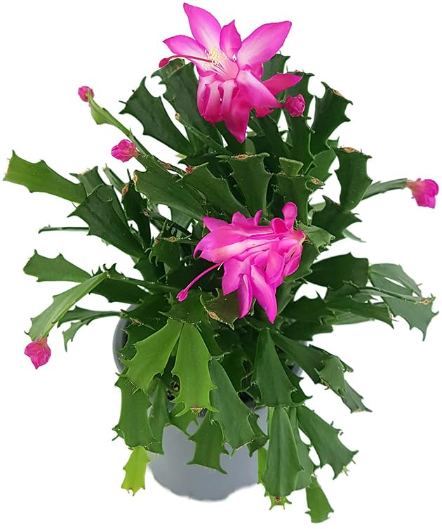 Cactus de flores colgantes - Schlumbergera Planta Natural de Invierno