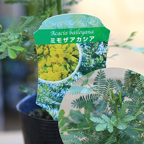 Amazon 黄色いお花とやわらかい葉の人気者 庭木 植木 アカシア 品種色々 ミモザ プルプレア デアネイ パール ミモザ 植木