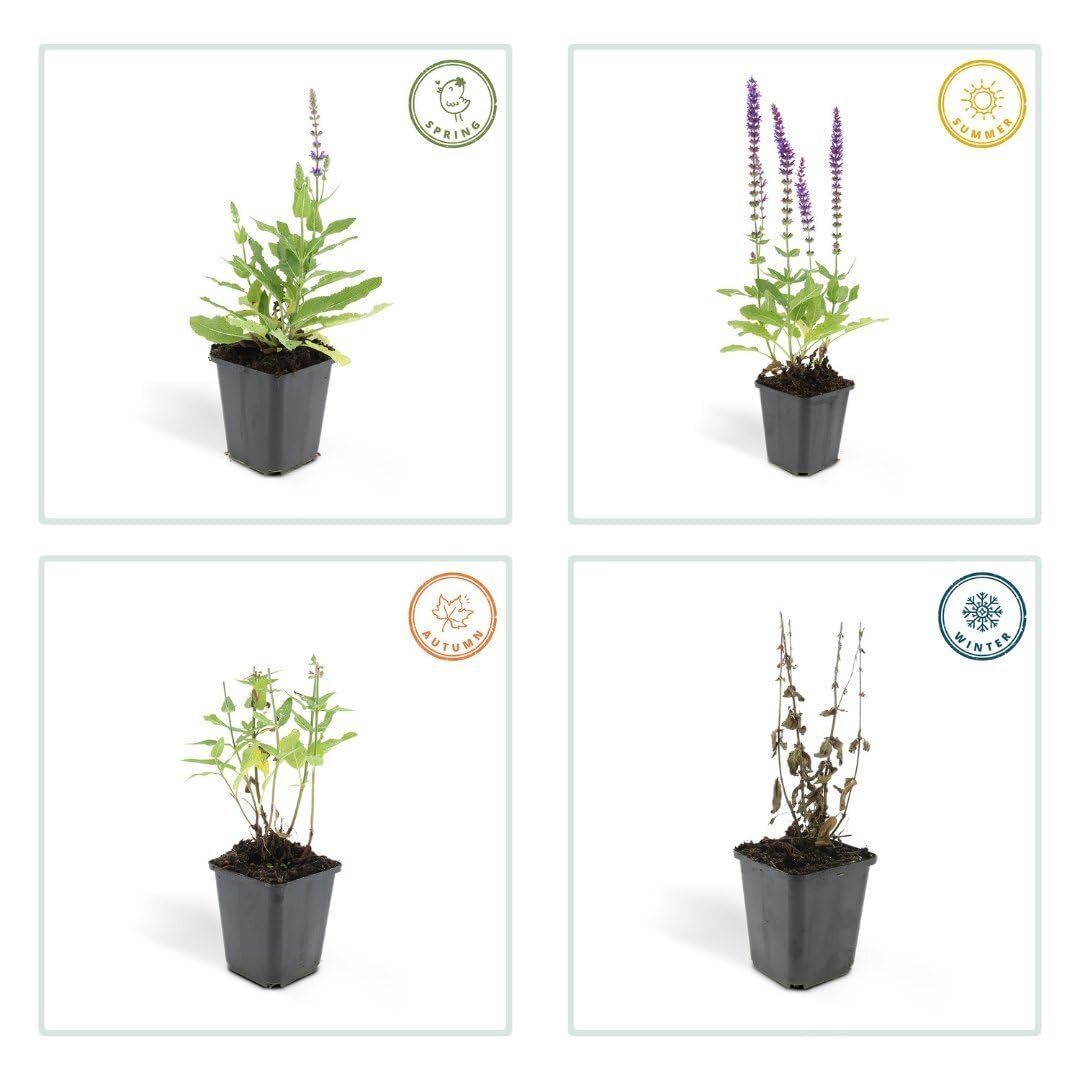 Plants by Frank | 12 Salbei Pflanzen | Salvia Nemorosa 'Ostfriesland' | Bodendecker Winterhart Mehrjährig | Stauden | Blüten-Salbei | Violette Blütenfarbe | Gartenpflanzen