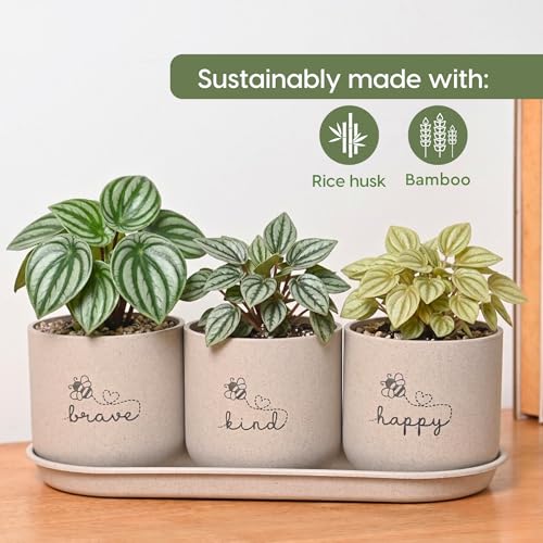 Image of Eha Earth-Friendly Printed Small Terrapod Planters with Tray for Home Decor | 3.5 Inch, Pack of 3 | Plant Gifts Made with Rice Husk Biocomposite | Flower Pot for Living Room| Sand Castle