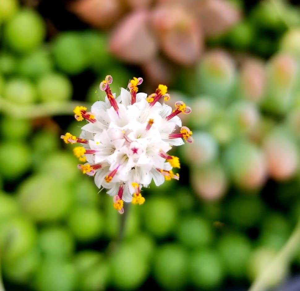 Miniatura 3 de FATPLANTS San Diego - Plantas suculentas totalmente arraigadas en macetas de 4.0 in con macetas  suculentas en macetas reales vivas en