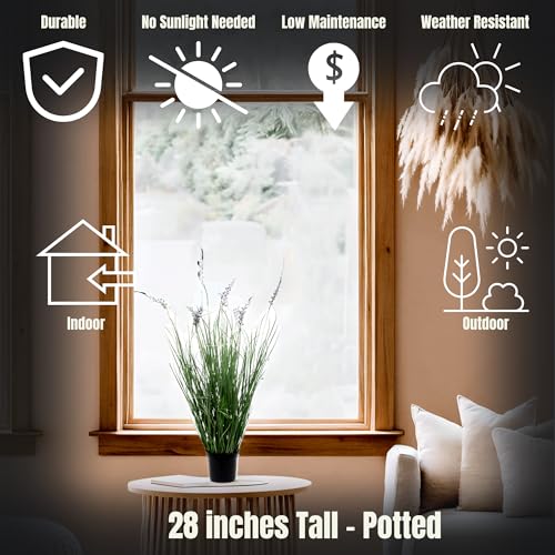 Mejores review On-line Lavanda planta precio tabla con los diez mejores. 21 Mejores review On-line Lavanda planta precio tabla con los diez mejores. 11