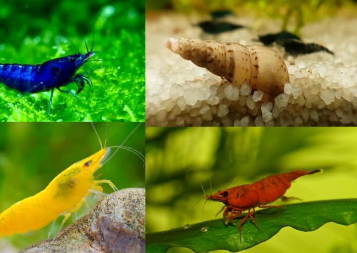 5 x Mix Shrimp Cherry Red, Blue Velvet/Dream & Yellow Fire Live Shrimp Neocaridina Freshwater Aquarium โ image 1
