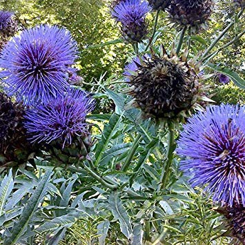 - Cynara Cardunculus 'Cardoon' Seeds