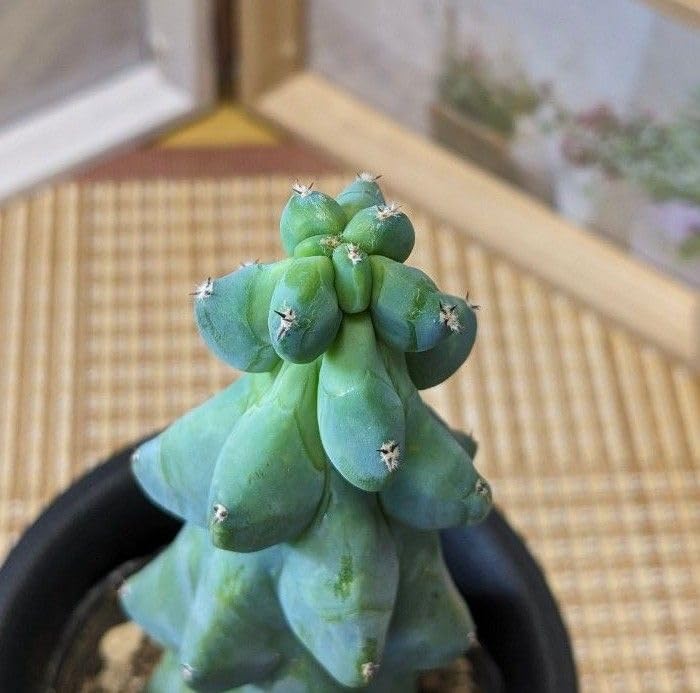 Amazon.co.jp: 多肉植物 サボテン 福禄竜神木 ミルチロカクタス Amazon.co.jp: 多肉植物 サボテン 福禄竜神木 ミルチロカクタス