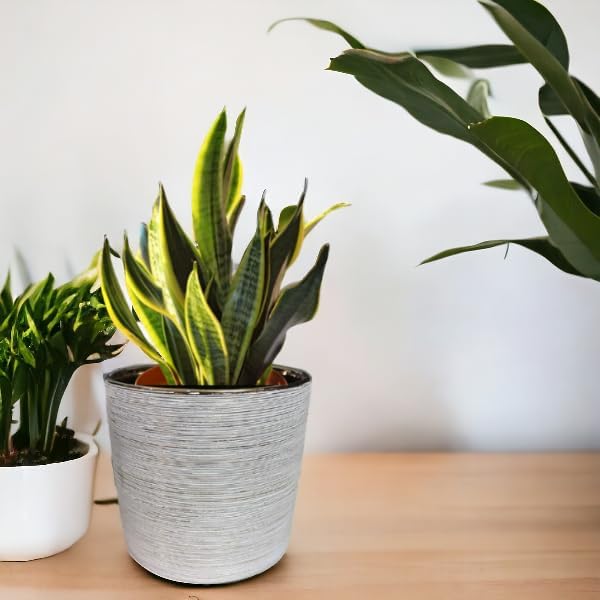 See full amazon price history chart for Garden Art Ceramic Flower Pots (Dia-5.3 Inch) | White with Golden Lining |Round Garden Indoor Outdoor Ceramic Planters for All Kind of Flower and Other Green Plants GA133B-077-GW-077 Gold+White Garden Art Ceramic Flower Pots (Dia-5.3 Inch) | White with Golden Lining |Round Garden Indoor Outdoor Ceramic Planters for All Kind of Flower and Other Green Plants GA133B-077-GW-077 Gold+White (B0CHMS5XZB) Amazon Price History, Amazon Price Tracker