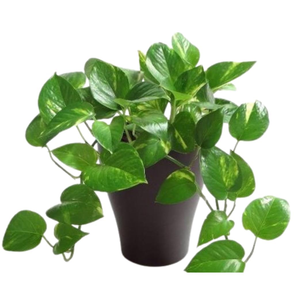 Growing Plants Live Air Purifier Good Luck Money Plant Real Indoor Plant for Home, Living Room, Kitchen, Office, Table With Black Plastic Pot (B0CH3PY87H) Amazon Price History, Amazon Price Tracker