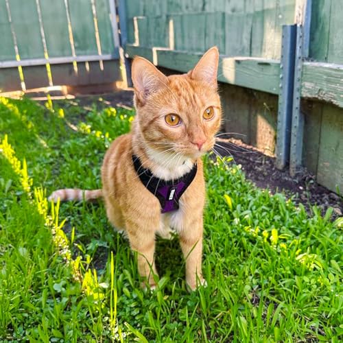 Image of Voyager Escape-Proof Step-in Lock Cat Harness & 5ft Neoprene-Handle Leash Set All-Weather Mesh with Reflective Stitching for Small to Large Cats by Best Pet Supplies, Purple /Black Trim, XXS