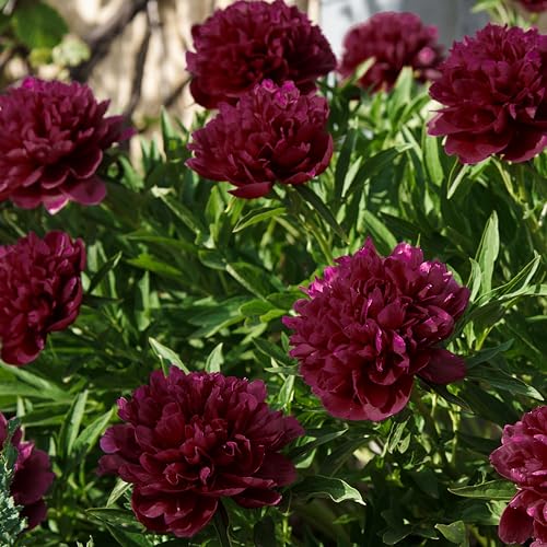 Fragrant Black Raspberry Peony – 3 Premium Paeonia lactiflora Bulbs | Dark Burgundy‑Red Double Blooms | Hardy Perennial for Full Sun | Attracts Butterflies & Hummingbirds | Zones 3–8