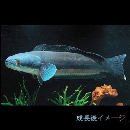 レットスネイクヘッド25cm± Amazon.co.jp: ZENITH STAR STUDIO レッドスネークヘッド フィギュア