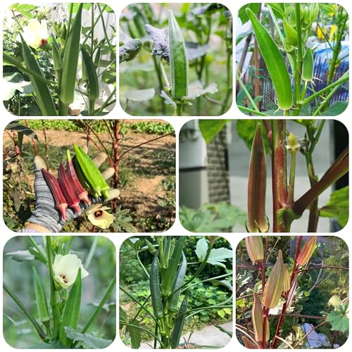 semillas de okra - de jardín hierbas semillas plantas interior plantas balcón planta balcón maceta jardín balcón con camas elevadas herbáceas hierbas hortalizas exóticas 150pcs