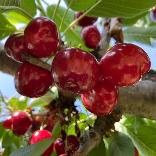 100 piezas semillas de decoración de cerezo - cereza dulce, jardín interior exóticas en resistentes, semillas organicas