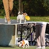 15m Schleppleine für Hunde, Schleppleine für Kleine Hunde, Ausbildungsleine, Robuste Nylon Hundeleine, Lange Hundeleine für Training und Outdoor, Ideal zum Spielen, Campen oder für den Garten