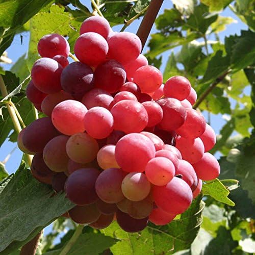 Miniatura 3 de 20pcs Red Globe Semillas de Uva Jardín Dulce Fragante Fruta Jugosa  20pcs Semillas de Uva Globo Rojo del Jardín Dulce Fruta Jugosa Fragante