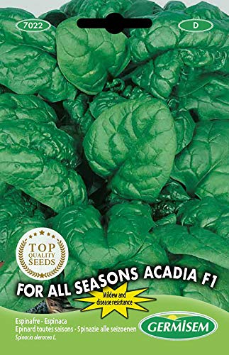 Germisem For All Seasons Acadia F1 Semillas de Espinacas 8 g, EC7...