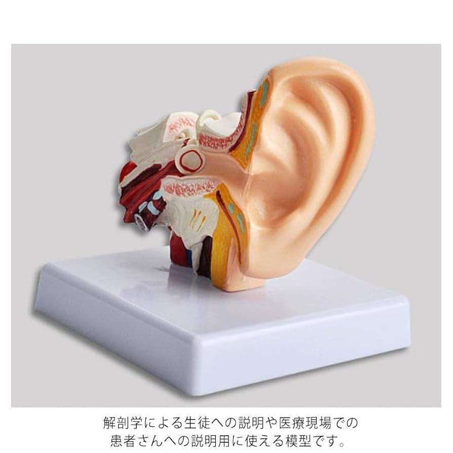 耳　医療用模型 61CEtBIyY8L._UF1000,1000_QL80_.jpg