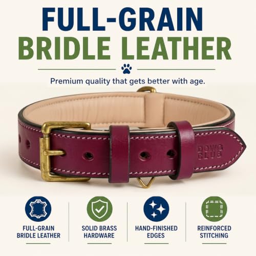 Image of Genuine Leather Dog Collar, Dark Pink, Medium, Brass Buckle, Padded | 1 Inch Wide, Fit Neck Size - 14.5 inch - 18.5 inch, Double D Ring, Adjustable, Thick Leather, Heavy Duty, Soft Leather padding