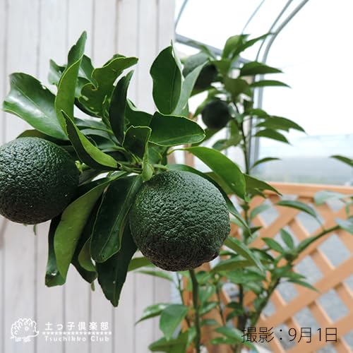 Amazon.co.jp: 《 実付き 》 一才ゆず 『 花柚子 』 ユズ 接ぎ木苗 6号