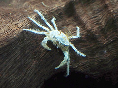 Aquatic Arts 5 Live Freshwater Micro Crabs (Limnopilos naiyanetri) Real Living Nano Tank Pet | Compatible with Dwarf Shrimp and Many Aquarium Fish