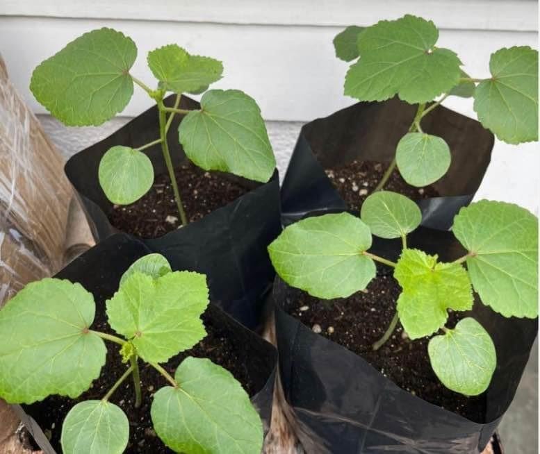 Image of Desi /Native /Non-GMO Bhindi /Okra seeds for home garden | 80 Seeds | Best in Germination | Free Growing Instruction Manual (Pack of 2)