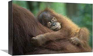12 x 18 in. Sumatran Orangutan Two & A Half Year Old Baby Sleeping on Mother, North Sumatra, Indonesia Art Print - Suzi Eszterhas