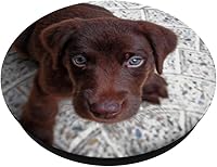 Vista 2 de Chocolate Lab Puppy - Labrador de rostro para perro, diseño de lunares, para regalo