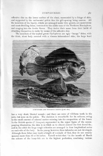 original old antique victorian print IMPRESSION 1896 DE BLENNY DE POISSONS DE GOBY D'EAU DOUCE D'HISTOIRE NATURELLE original old antique victorian print IMPRESSION 1896 DE BLENNY DE POISSONS DE GOBY D'EAU DOUCE D'HISTOIRE NATURELLE