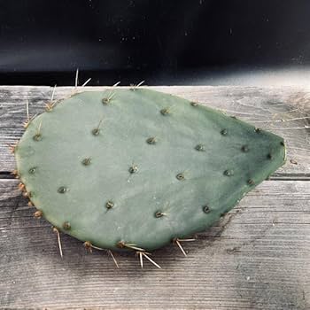 Amazon｜ウチワサボテン：オプンチア 大丸盆*カット苗｜観葉植物
