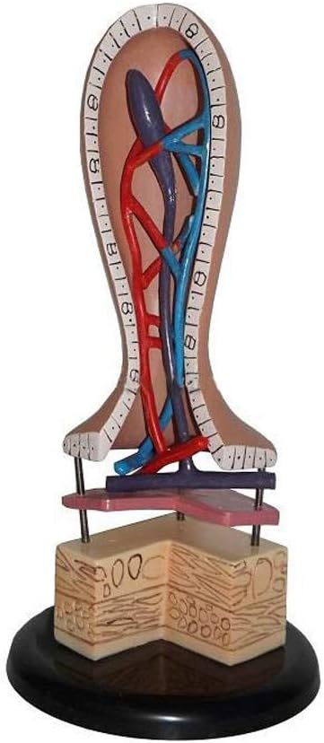 Model of Human Intestinal Villion Anatomy of the Lymphatic Vein Anatomical Model of the Intestinal Anatomy Vessel, for the presentation tool
