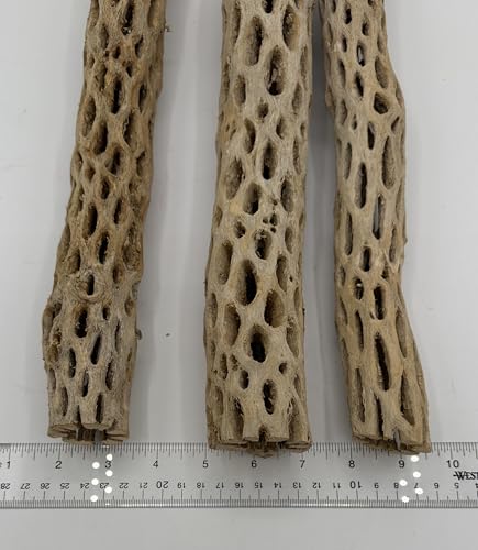 Image of Awesome Aquatic XL Cholla Wood Tubes, Teddy Cane, 12 inch x up to 2 inch | XL Hideouts • Hollow tubes • Natural biofilm surface • Secure hideouts • Shrimp plecos hermit crabs reptiles • Natural decor