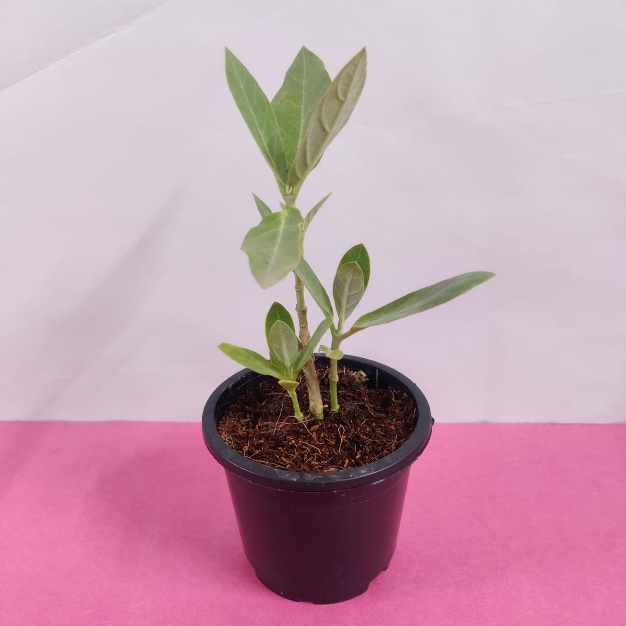 Bhajanlal Greenery White Aakda | Safed Akaua | White Aak Calotropis Gigantea Medicinal Plant with Nursery Pot (B08DD9FLZZ) Amazon Price History, Amazon Price Tracker