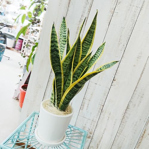 サンセベリア ・ ローレンチー