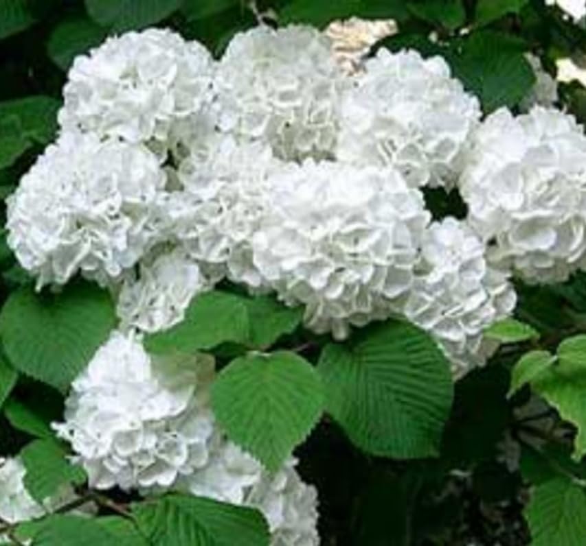 2 Japanese Snowball Bushes