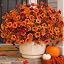 Mums-2 Color