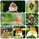 Es bringt wunderschöne Blumen auf dem Gras hervor.