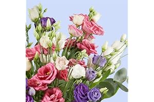 New Fresh 100pcs Mixed Lisianthus Flower Seeds Generic