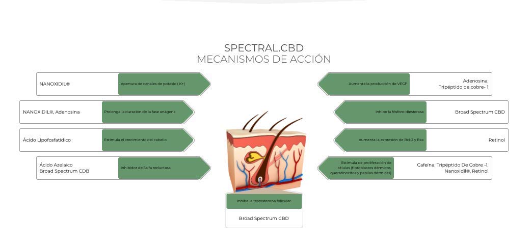 Spectral Cbd Tto Anticaida Locion 60 ml
