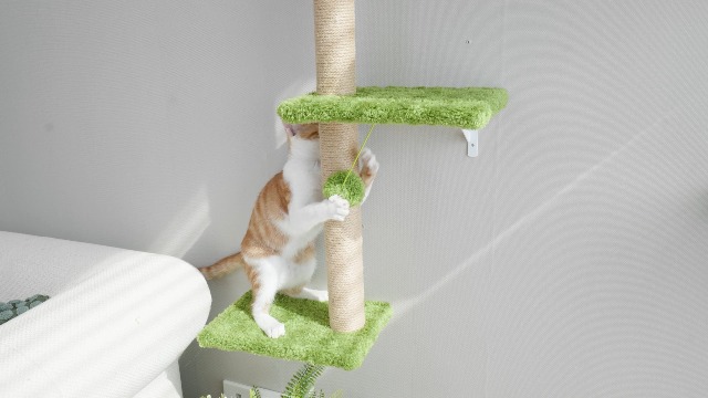 Amazon.com : FUKUMARU Cat Wall Shelves, Stable & Safe 5 in 1 Cat