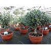 Olivenbaum Bonsai Formgehölz, Olive winterhart, Olea europaea