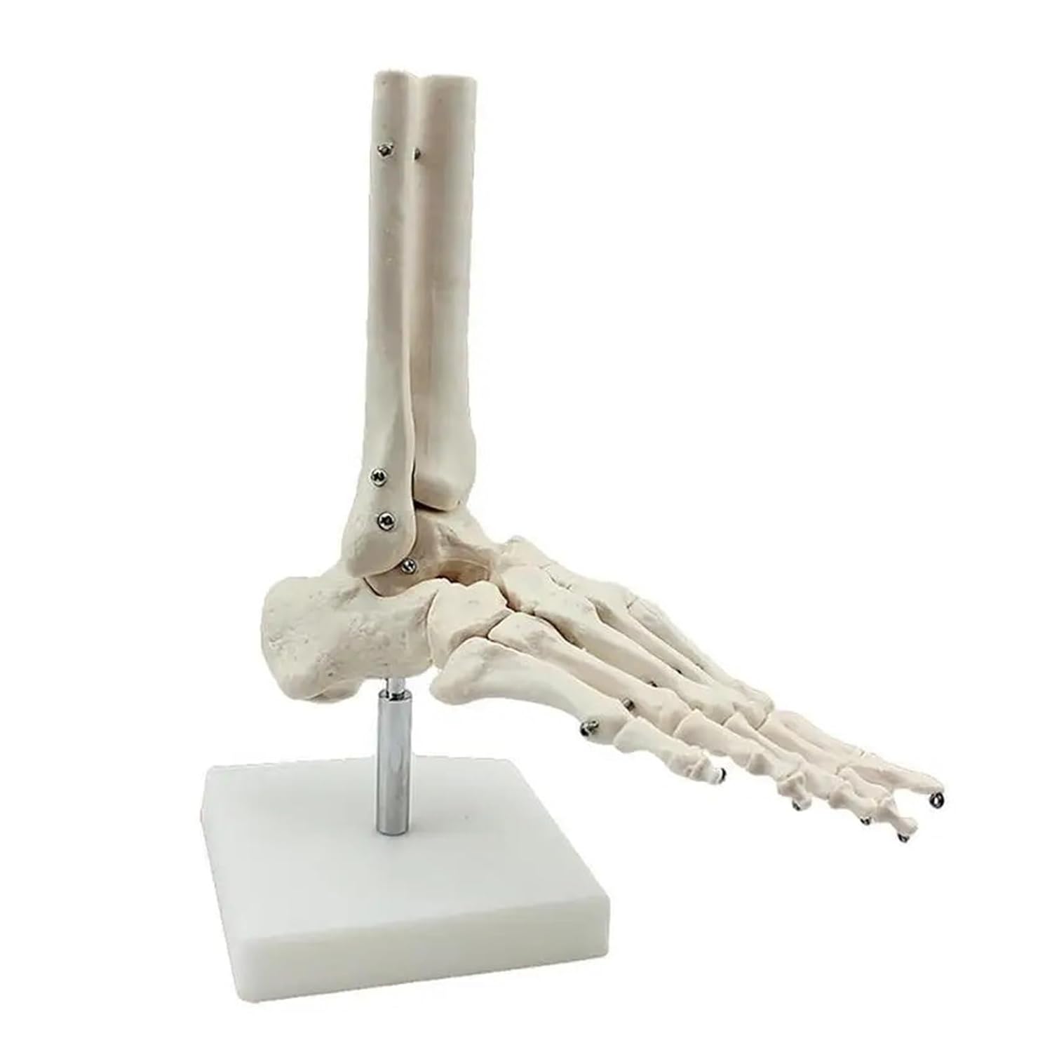Medical Foot Ankle Joint Anatomical Skeleton Model Human Foot Bones Skeletal Model Anatomy Clinic Show Teaching Model