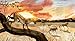 In the Desert (Paws, Fins, Feathers, Claws)