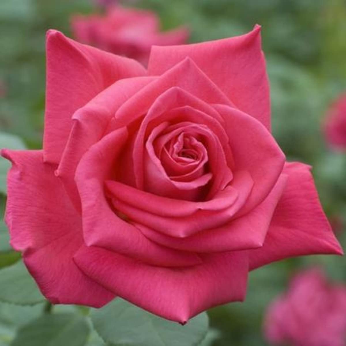 Verdecora Rosal Grandiflora con Arco en Maceta 6L | Rosa sp. Grupo Grandiflora | Arbusto Refloreciente de Flor Grande y Elegante | Ideal para Jardín, Terraza y Maceta Decorativa