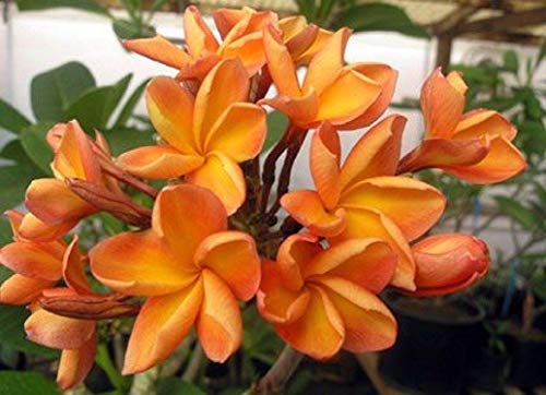 5 Rare Orange Plumeria Seeds Plants Flower Lei Hawaiian Fragrant Garden