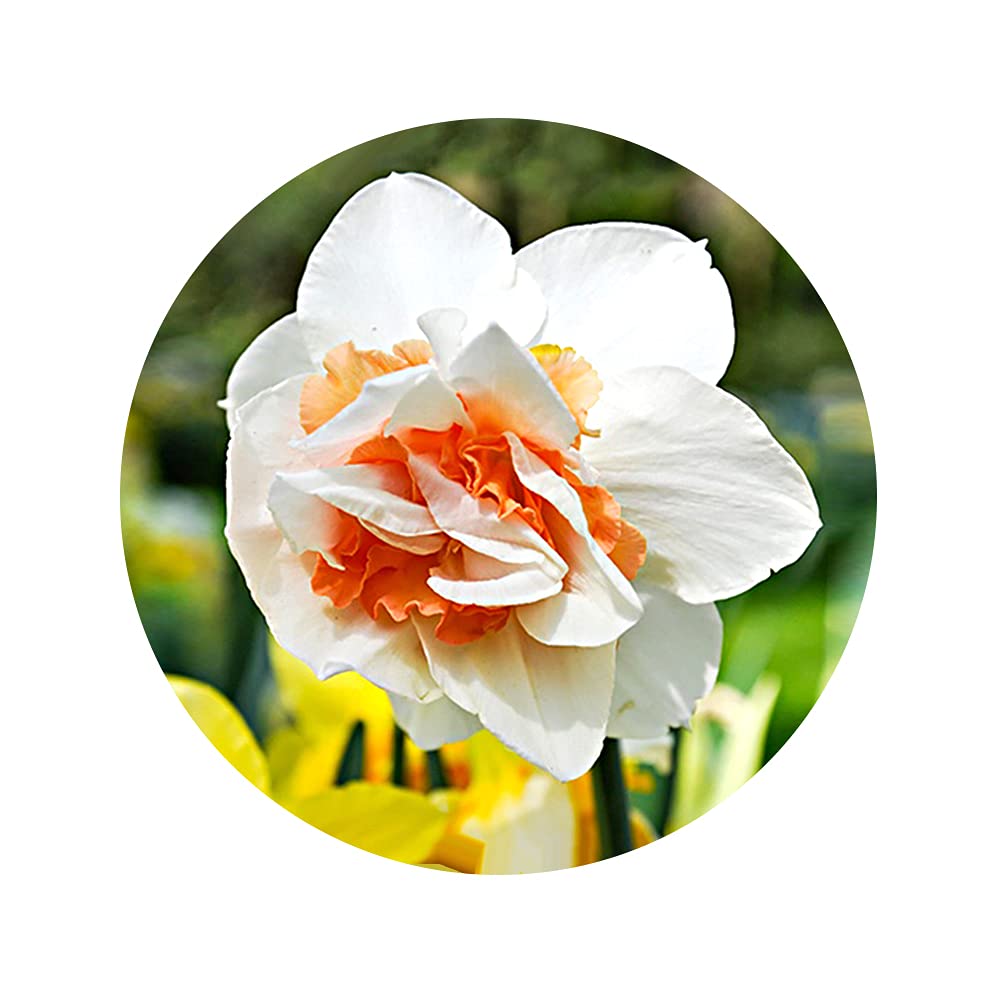 7 x Daffodil Replete – Easy to Grow Perennials – Stunning Double Blooms – Scented Flowers – for Your Beautiful Garden