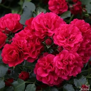 Garten Schlüter Rose Fairy Dance Bodendeckerrose