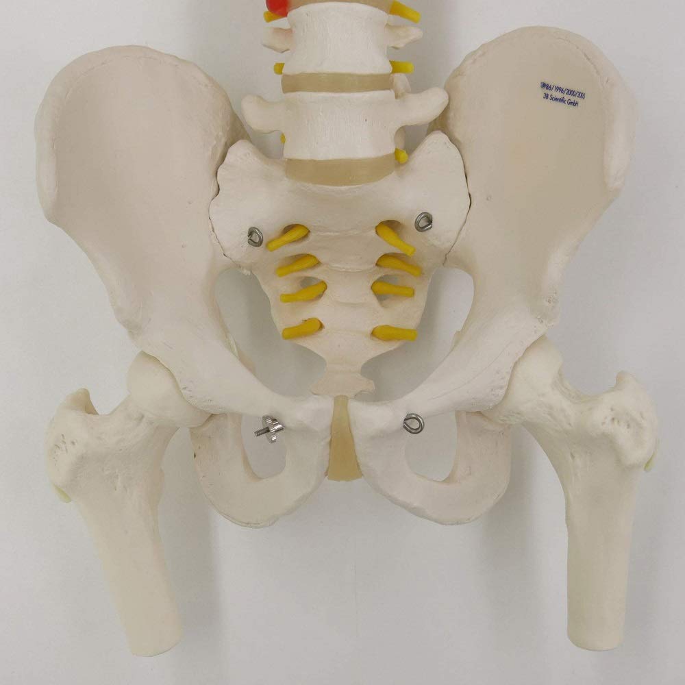 3B Scientific A56/2 Colonna Vertebrale Flessibile Classica, con Cassa Toracica e Tronchi del Femore + software gratuito di anatomia - 3B Smart Anatomy