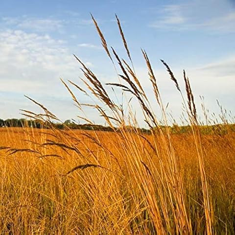 Outsidepride Native Grass Seed Mix Cover